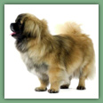 Epagneul du tibet, Tib&eacute;tain - Chiens