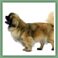 Epagneul du tibet, Tib&eacute;tain - Chiens