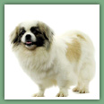 Epagneul du tibet, Tib&eacute;tain - Chiens