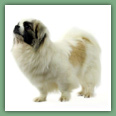 Epagneul du tibet, Tib&eacute;tain - Chiens
