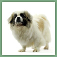 Epagneul du tibet, Tib&eacute;tain - Chiens