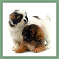 Epagneul du tibet, Tib&eacute;tain - Chiens