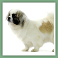 Epagneul du tibet, Tib&eacute;tain - Chiens