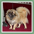 Epagneul du tibet, Tib&eacute;tain - Chiens