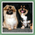Epagneul du tibet, Tib&eacute;tain - Chiens