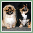 Epagneul du tibet, Tib&eacute;tain - Chiens