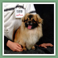 Epagneul du tibet, Tib&eacute;tain - Chiens