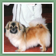 Epagneul du tibet, Tib&eacute;tain - Chiens