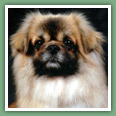Epagneul du tibet, Tib&eacute;tain - Chiens