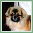 Epagneul du tibet, Tib&eacute;tain - Chiens