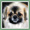Epagneul du tibet, Tib&eacute;tain - Chiens