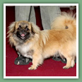 Epagneul du tibet, Tib&eacute;tain - Chiens