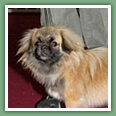 Epagneul du tibet, Tib&eacute;tain - Chiens