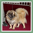 Epagneul du tibet, Tib&eacute;tain - Chiens