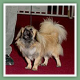 Epagneul du tibet, Tib&eacute;tain - Chiens