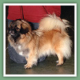 Epagneul du tibet, Tib&eacute;tain - Chiens