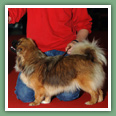 Epagneul du tibet, Tib&eacute;tain - Chiens