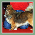 Epagneul du tibet, Tib&eacute;tain - Chiens
