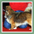 Epagneul du tibet, Tib&eacute;tain - Chiens