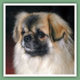 Epagneul du tibet, Tib&eacute;tain - Chiens