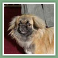 Epagneul du tibet, Tib&eacute;tain - Chiens