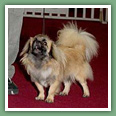Epagneul du tibet, Tib&eacute;tain - Chiens