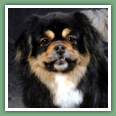 Epagneul du tibet, Tib&eacute;tain - Chiens