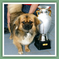 Epagneul du tibet, Tib&eacute;tain - Chiens