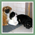 Epagneul du tibet, Tib&eacute;tain - Chiens