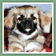 Epagneul du tibet, Tib&eacute;tain - Chiens