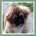 Epagneul du tibet, Tib&eacute;tain - Chiens