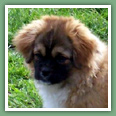 Epagneul du tibet, Tib&eacute;tain - Chiens