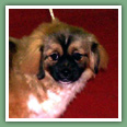 Epagneul du tibet, Tib&eacute;tain - Chiens