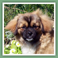 Epagneul du tibet, Tib&eacute;tain - Chiens