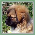 Epagneul du tibet, Tib&eacute;tain - Chiens