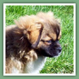 Epagneul du tibet, Tib&eacute;tain - Chiens