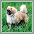 Epagneul du tibet, Tib&eacute;tain - Chiens