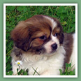 Epagneul du tibet, Tib&eacute;tain - Chiens