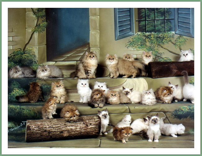 Persan - Chats