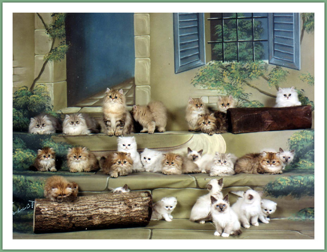 Persan - Chats