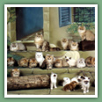 Persan - Chats