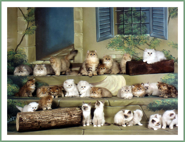 Persan - Chats