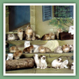 Persan - Chats