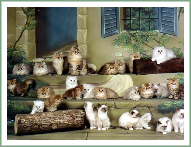Persan - Chats