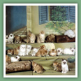 Persan - Chats