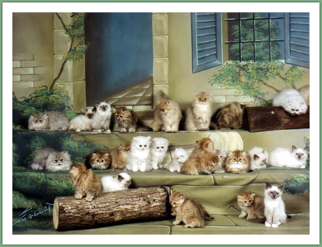 Persan - Chats