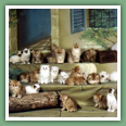 Persan - Chats