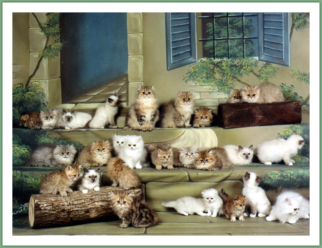 Persan - Chats