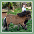 Poneys