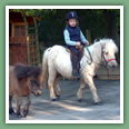 Poneys